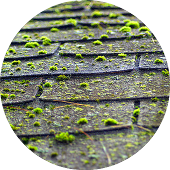Moss on Roofs